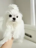 Luka, a male Maltese for sale in Fort Lauderdale, FL – 1 of 9