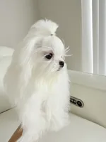 Luka, a male Maltese for sale in Fort Lauderdale, FL – 7 of 9