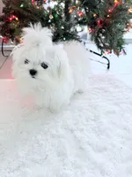 processed/d468186e-048f-4ba3-bc85-8e6dda559ce8/listing/ed3713db-75e9-48cc-947a-0c67492e171c/9d0c7403-480c-49c9-9bb0-62c29b9e7d99