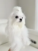 Lukas , a male Maltese for sale in Fort Lauderdale, FL – 7 of 10