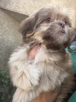Delilah , a female Shih Tzu for sale in Bakersfield, CA – 3 of 4