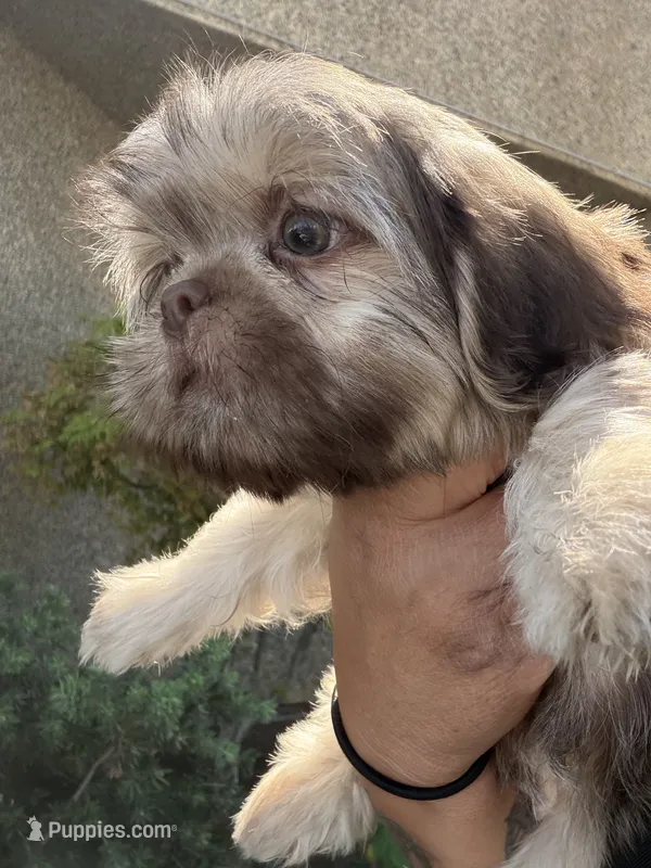 Bear  – Shih Tzu puppy for sale in Bakersfield, CA