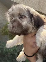 Bear , a male Shih Tzu for sale in Bakersfield, CA – 1 of 6