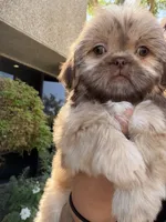 Bear , a male Shih Tzu for sale in Bakersfield, CA – 4 of 6
