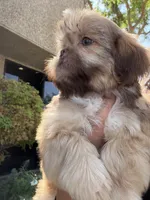 Ace , a male Shih Tzu for sale in Bakersfield, CA – 1 of 4