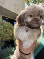 Bear , a male Shih Tzu for sale in Bakersfield, CA – 2 of 6