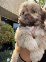 Ace , a male Shih Tzu for sale in Bakersfield, CA – 4 of 4