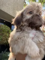 Bear , a male Shih Tzu for sale in Bakersfield, CA – 6 of 6
