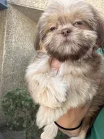 Delilah , a female Shih Tzu for sale in Bakersfield, CA – 2 of 4