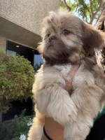 Bear , a male Shih Tzu for sale in Bakersfield, CA – 5 of 6