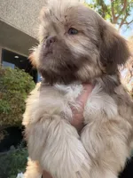 Bear , a male Shih Tzu for sale in Bakersfield, CA – 3 of 6
