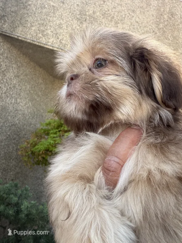 Delilah  – Shih Tzu puppy for sale in Bakersfield, CA