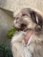 Delilah , a female Shih Tzu for sale in Bakersfield, CA – 1 of 4