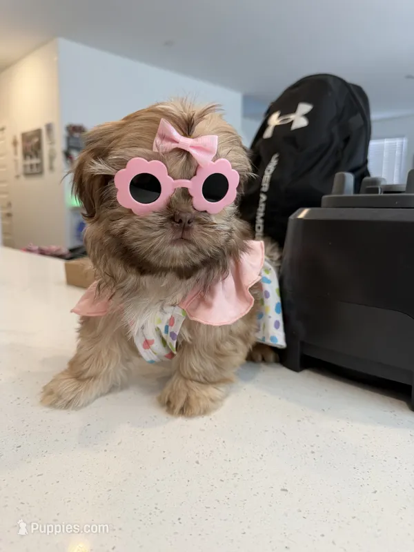 Delilah  – Shih Tzu puppy for sale in Bakersfield, CA