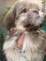 Delilah , a female Shih Tzu for sale in Bakersfield, CA – 4 of 4