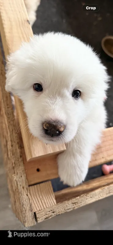 Blue, a male Great Pyrenees for sale in Desert Hot Springs, CA – 1 of 1