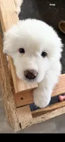 Blue, a male Great Pyrenees for sale in Desert Hot Springs, CA – 1 of 1