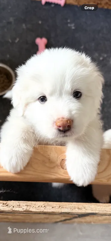 Purple, a female Great Pyrenees for sale in Desert Hot Springs, CA – 1 of 1