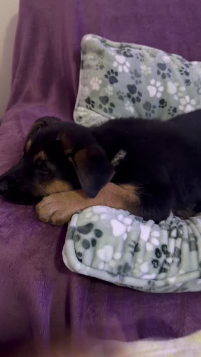 Kairo, a male German Shepherd Dog for sale in Houston, TX – 3 of 5
