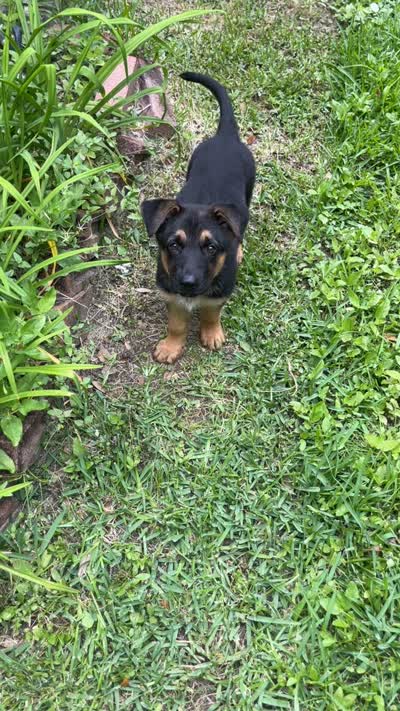 Kairo, a male German Shepherd Dog for sale in Houston, TX – 4 of 5