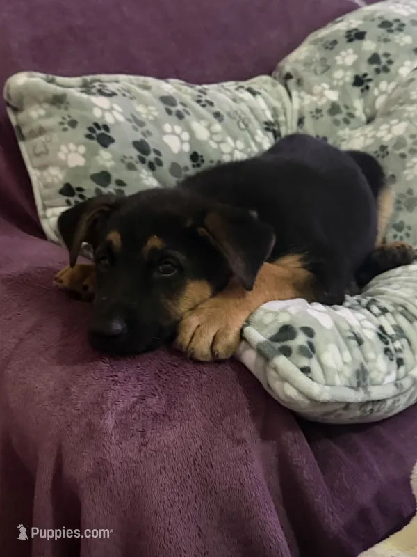 Kairo – German Shepherd Dog puppy for sale in Houston, TX