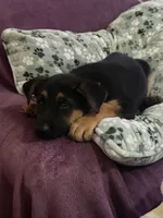 Kairo, a male German Shepherd Dog for sale in Houston, TX – 1 of 5