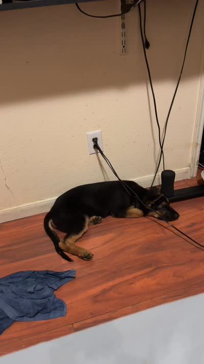 Kairo, a male German Shepherd Dog for sale in Houston, TX – 2 of 5