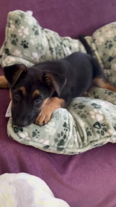 Kairo, a male German Shepherd Dog for sale in Houston, TX – 5 of 5