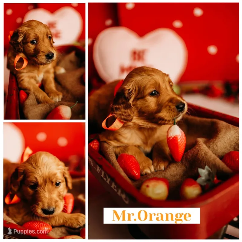 AKC ORANGE