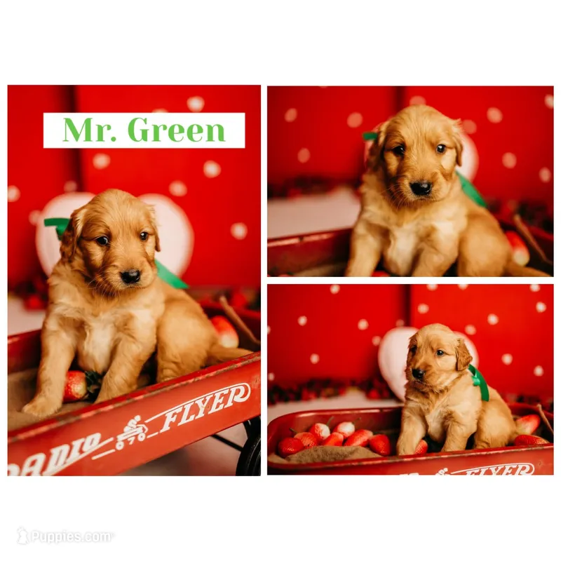 AKC GREEN