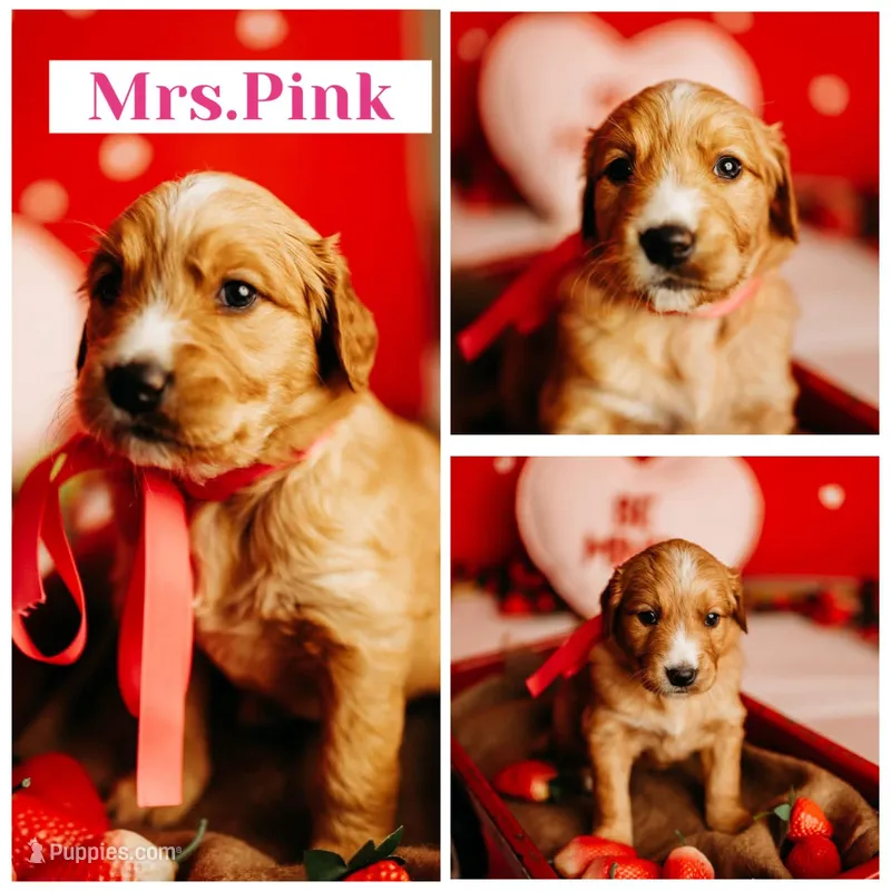 AKC PINK