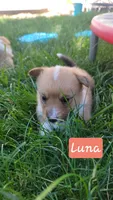 Luna, a female Pembroke Welsh Corgi for sale in Colorado Springs, CO – 2 of 7