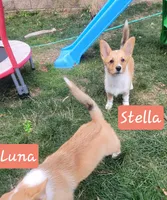 Stella, a female Pembroke Welsh Corgi for sale in Colorado Springs, CO – 4 of 8