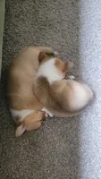 Luna, a female Pembroke Welsh Corgi for sale in Colorado Springs, CO – 4 of 7