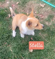 Stella, a female Pembroke Welsh Corgi for sale in Colorado Springs, CO – 2 of 8