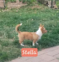 Stella, a female Pembroke Welsh Corgi for sale in Colorado Springs, CO – 3 of 8