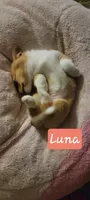 Luna, a female Pembroke Welsh Corgi for sale in Colorado Springs, CO – 3 of 7