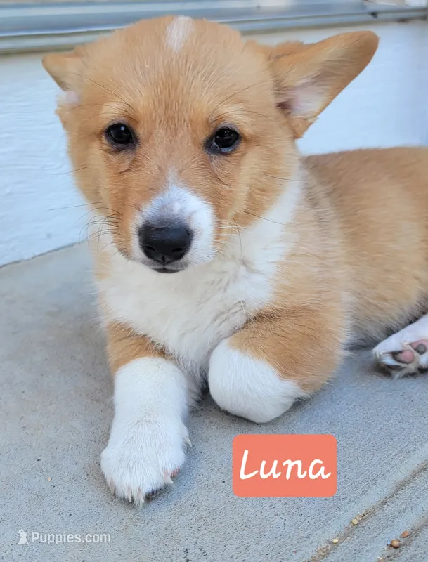 Luna – Pembroke Welsh Corgi puppy for sale in Colorado Springs, CO