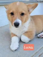 Luna, a female Pembroke Welsh Corgi for sale in Colorado Springs, CO – 1 of 7