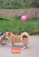 Stella, a female Pembroke Welsh Corgi for sale in Colorado Springs, CO – 5 of 8