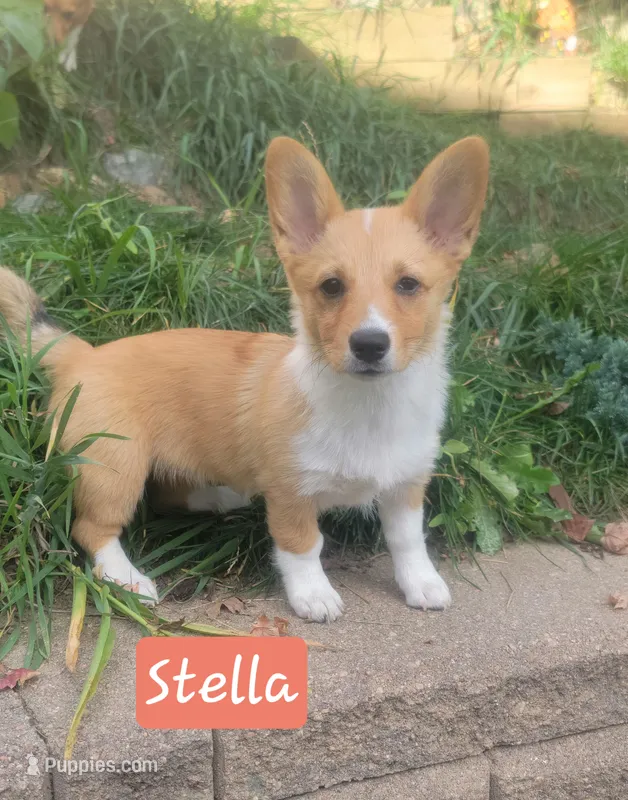 Stella – Pembroke Welsh Corgi puppy for sale in Colorado Springs, CO