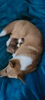 Luna, a female Pembroke Welsh Corgi for sale in Colorado Springs, CO – 7 of 7
