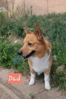 Stella, a female Pembroke Welsh Corgi for sale in Colorado Springs, CO – 6 of 8