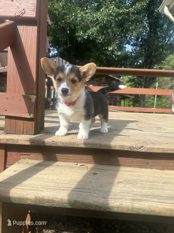 Red – Pembroke Welsh Corgi puppy for sale in Hendersonville, TN