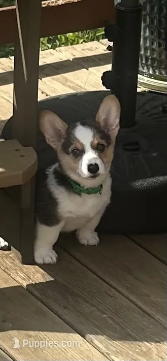Green – Pembroke Welsh Corgi puppy for sale in Hendersonville, TN