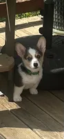 Green, a male Pembroke Welsh Corgi for sale in Hendersonville, TN – 1 of 1