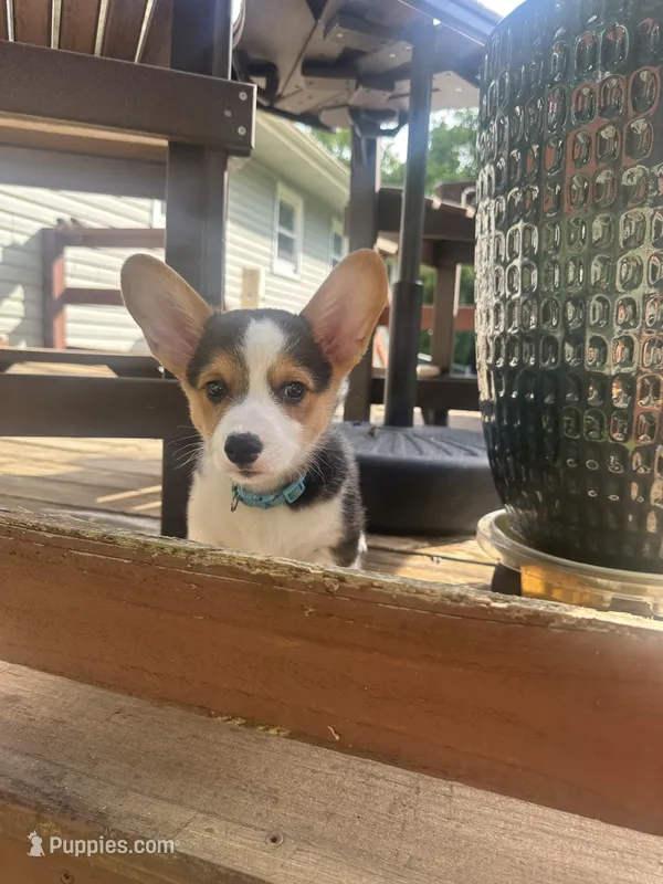 Blue  – Pembroke Welsh Corgi puppy for sale in Hendersonville, TN