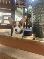 Blue , a male Pembroke Welsh Corgi for sale in Hendersonville, TN – 1 of 1