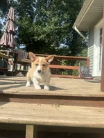 Purple , a male Pembroke Welsh Corgi for sale in Hendersonville, TN – 1 of 1