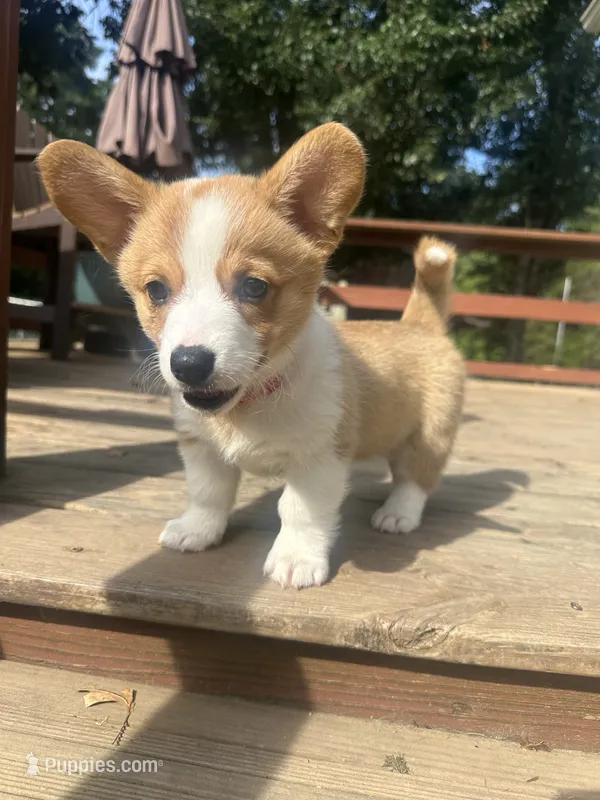 Pink – Pembroke Welsh Corgi puppy for sale in Hendersonville, TN